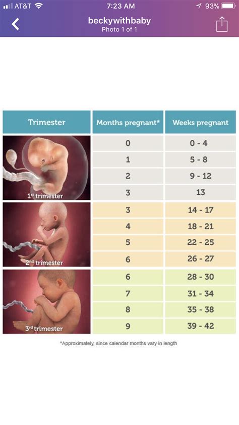 How Many Weeks Of Pregnancy Is 5 Months Pregnancywalls