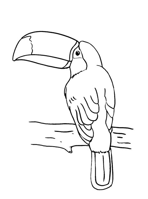 A cute toucan on the brunch with ornaments image for relaxing. Toucan Coloring Pages - Best Coloring Pages For Kids