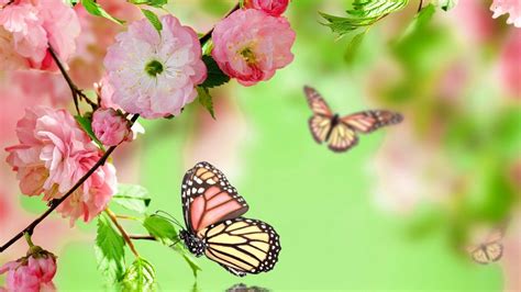 Risultati Immagini Per Sfondi Desktop Primavera Butterfly Wallpaper