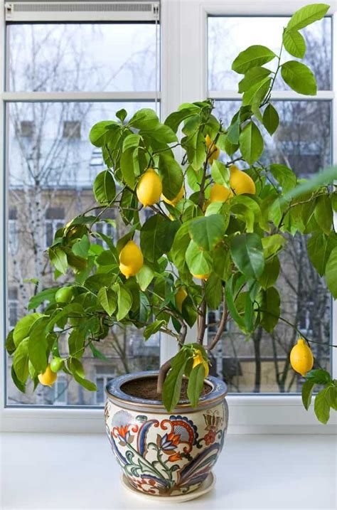 Pin On Fruit Garden At Your Home