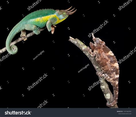 Male Female Rainbow Jackson Chameleon T Stock Photo 1181960392