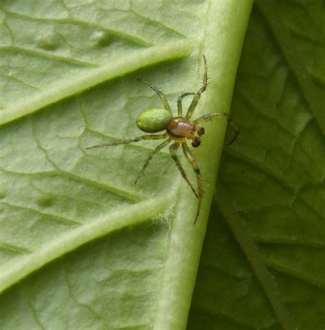 We did not find results for: Cucumber Green Orb Spider | NatureSpot