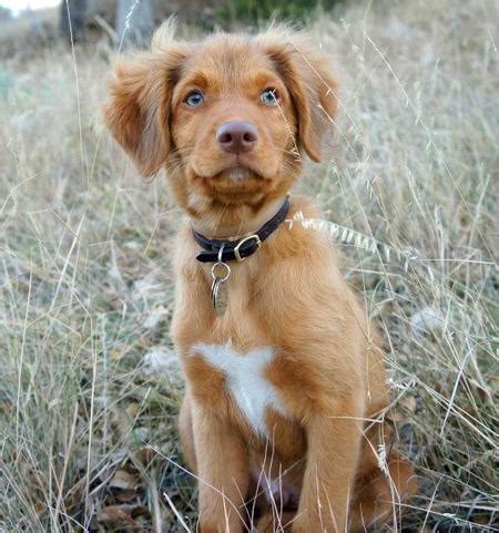 Do take note that the puppy weight chart is just an estimate. Happy Nova Scotia Duck Tolling Retriever Day! These Fwends ...