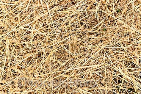 Straw Hay Texture Texture Straw Hays