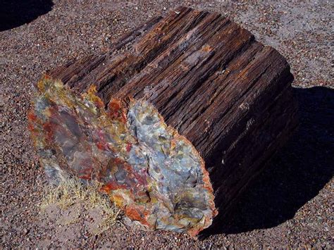 Geopicture Of The Week Petrified Wood