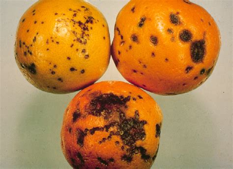 Citrus Black Spot Pest Data Sheet Agriculture And Food