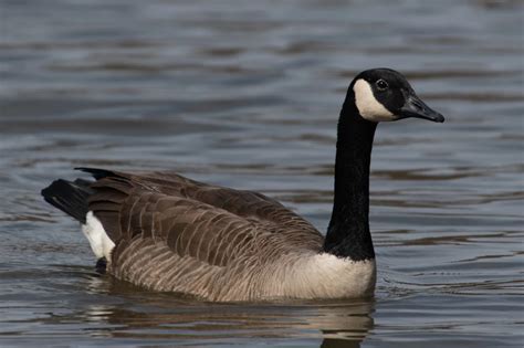 Geese And Swans In The United States 10 Species Bird Watching Hq