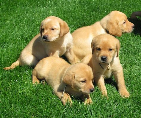Dedicated to a healthy legacy since 2009. Labrador Retriever AKC Yellow and Fox Red with Black Nose ...