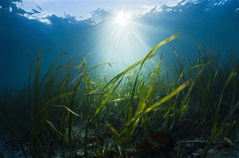 Scientists Find Underwater Plants Can Combat Ocean Acidification