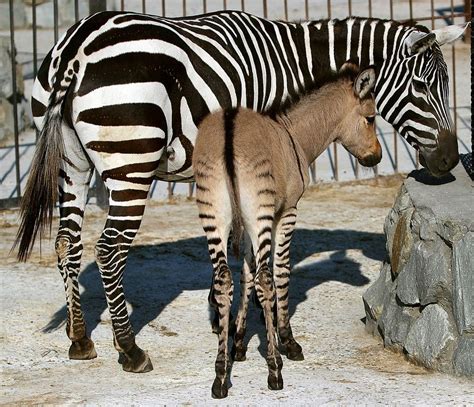 Was A Rare Zonkey Born In Kenya