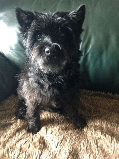 Before rolling, brush your cairn terrier's coat in the direction of hair growth. Cairn Terrier Haircut Pictures