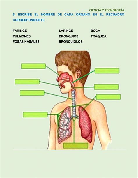 Ejercicio De Nuestro Sistema Respiratorio