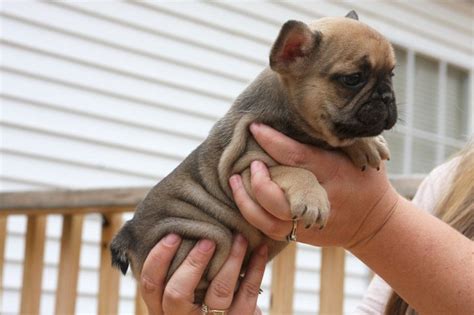 Find a chocolate french bulldog on gumtree, the #1 site for dogs & puppies for sale classifieds ads in the uk. Akc French bulldog puppies available 5 very nice boys! in ...