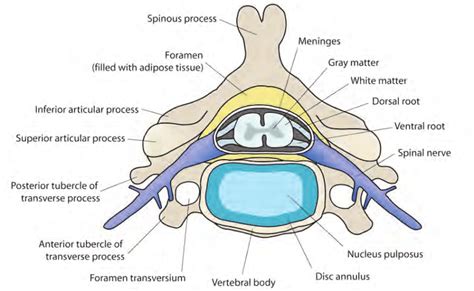Showing A Cross Sectional View Of A Typical Cervical Vertebrae With The