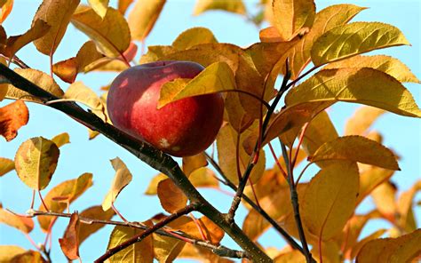 Apples Autumn Wallpapers Wallpaper Cave