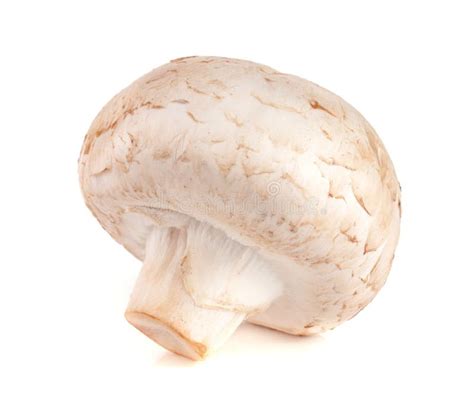 177 One Field Mushroom Isolated White Background Stock Photos Free
