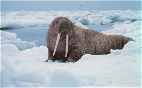In A Warming Bering Sea Whither The Walrus Npr