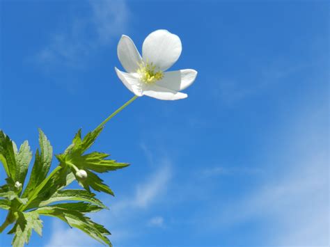 White Flower On Blue Sky Free Stock Photo Public Domain Pictures