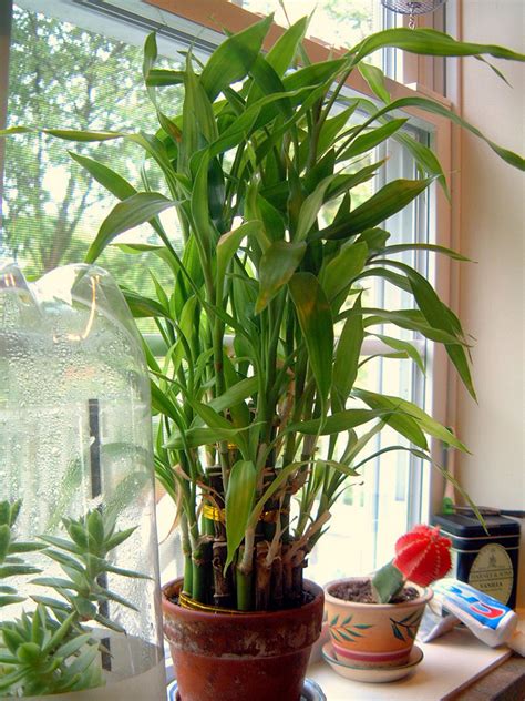 Lucky bamboo widely grown as an indoor plant and loved around the world for its symbolism and ease of care. Lucky Bamboo Care - Growing Dracaena Sanderiana