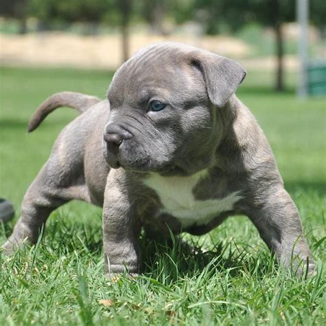 All of our xl pitbull puppies are purple ribon and registered absolutely no dogs bought. dogs | Bully Puppies for Sale | HQ Bullies - American Pits ...