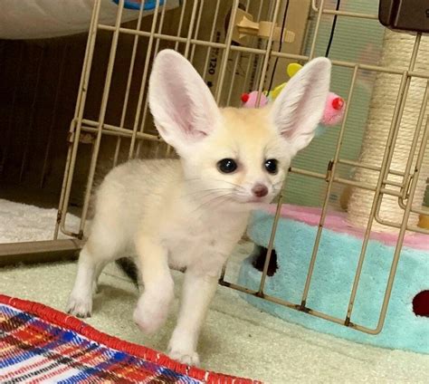 Fennec Fox Fennec Foxes For Sale Exotic Animals For Sale Price