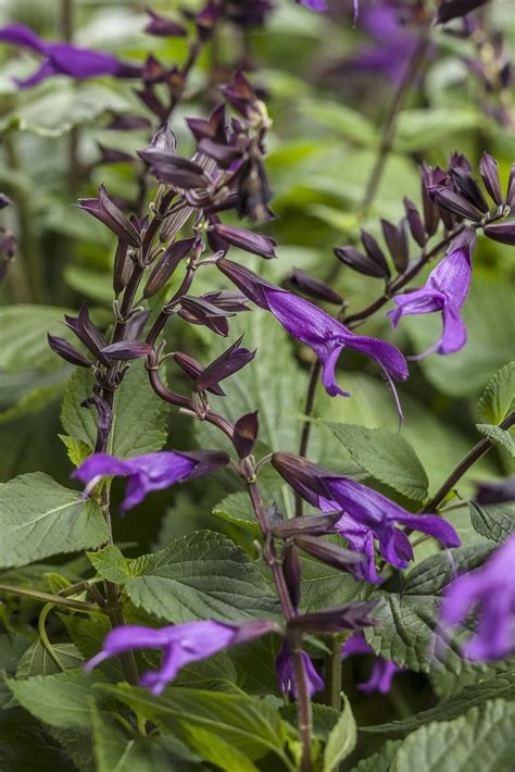 Rockin Deep Purple Salvia Plant Library Pahls Market Apple