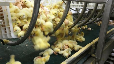 Chick Shredding Consumer Advocates Call For The Phasing Out Of Chicks