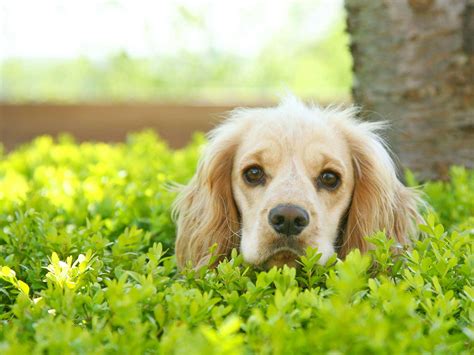 An ultrasonic pest repeller is safe for most small animals and it's easy to use! Best Pest Control Tips and What to look out for this Summer