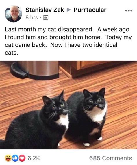 This Story Of The Guy Who Lost His Cat And Ended Up With Two Of Them Is