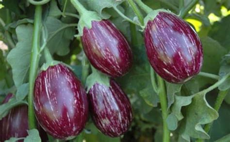 Eggplant Farming Brinjal Information Guide Asia Farming