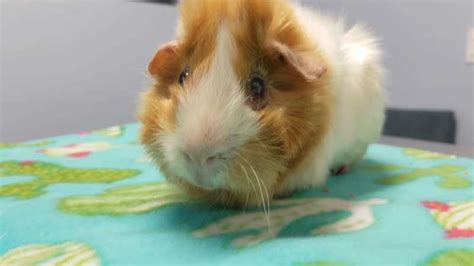 Teddy Satin Guinea Pig Breed Profile Characteristics Picture And