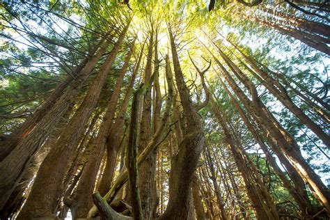 See Majestic Photos Of The Tallest Trees On Earth With Images