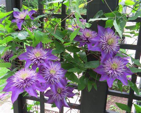 The most common clematis flower vine material is cotton. ボード「My garden」のピン