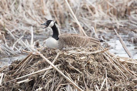 50 Canada Goose Sitting On A Nest Stock Photos Pictures And Royalty
