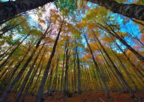 We The Italians Italian Land And Nature The Ancient Beech Forests