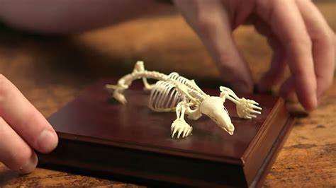 Exploring The Mole S Bizarre Skeleton Secrets Of Bones Bbc Earth
