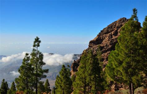 Mountain Landscape Canary Islands Stock Photo Image Of Grove