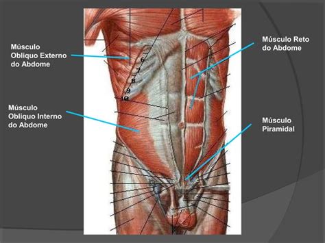 Anatomia Parede Abdominal PPT