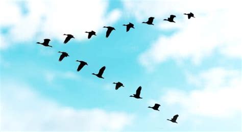 List Of Birds That Fly In V Formation