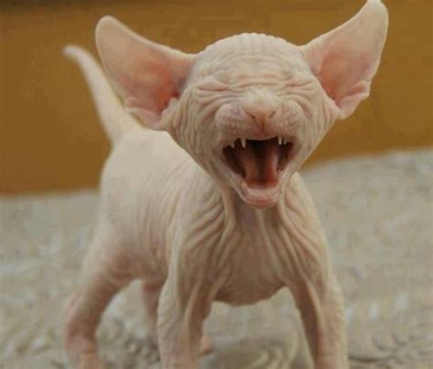 15 Adorable Photos That Prove Hairless Cats Are Amazing15 Adorable
