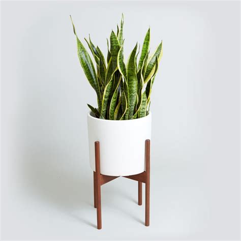 You'll receive email and feed alerts when new items arrive. Meet the ceramic Case Study Planter in matte white with ...