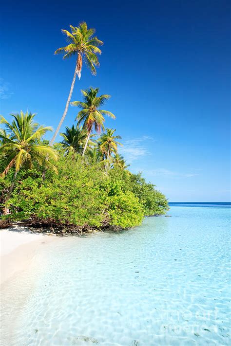Tropical Beach With Palm Trees Maldives Photograph By Matteo Colombo