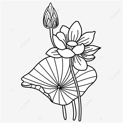 Diambil dengan kamera samsung pl 51 + autocorrect microsoft office picture manager. Mewarnai Kolam Bunga Teratai : Tanaman dengan daun hijau yang melebar dan mengapung ini sering ...
