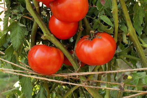 Beefsteak Tomatoes Care And Growing Guide