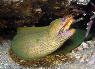 A moray eel attacks and tries to swallow a whitetip reef shark. Moray Eel