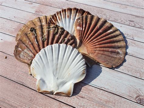 Scallop Flat Shells 11 14cm Natural Hand Picked Sea Washed Etsy Uk