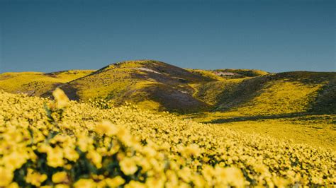 Wallpaper Id 5366 Flowers Yellow Hills Field Landscape 4k Free