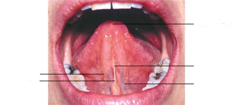 Under Tongue Anatomy Anatomical Charts Posters