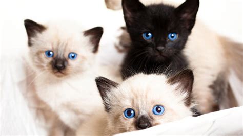 Baby Siamese Cat Fluffy Best Cat Wallpaper