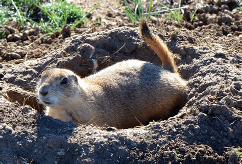 Digging Deep Meet The Burrowing Animals That Rule Beneath The Surface